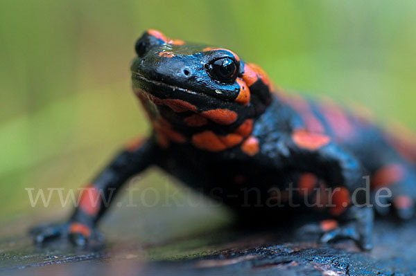 Feuersalamander (Salamandra salamandra)