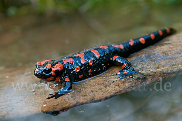 Feuersalamander (Salamandra salamandra)