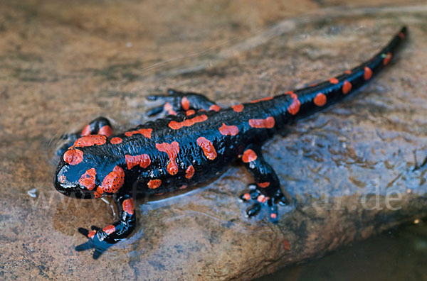 Feuersalamander (Salamandra salamandra)