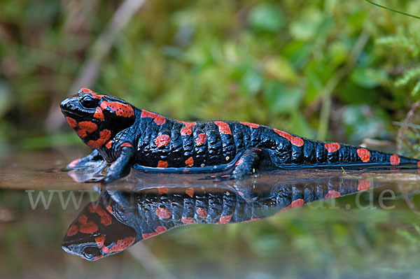 Feuersalamander (Salamandra salamandra)