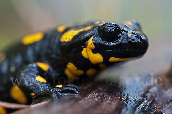 Feuersalamander (Salamandra salamandra)