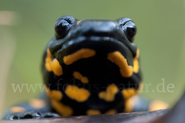 Feuersalamander (Salamandra salamandra)