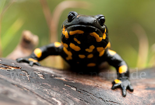 Feuersalamander (Salamandra salamandra)