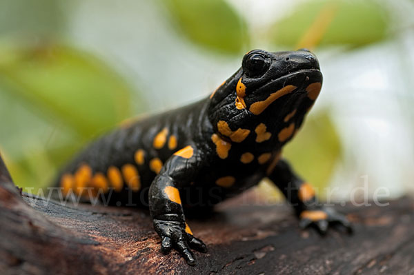 Feuersalamander (Salamandra salamandra)