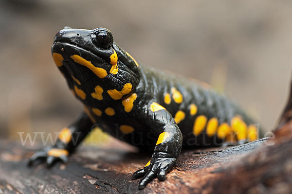 Feuersalamander (Salamandra salamandra)