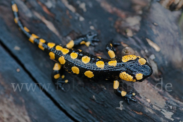 Feuersalamander (Salamandra salamandra)