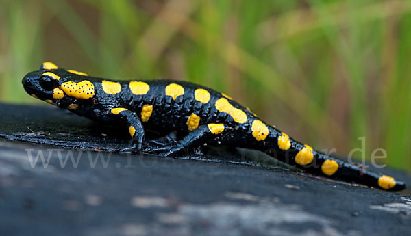 Feuersalamander (Salamandra salamandra)