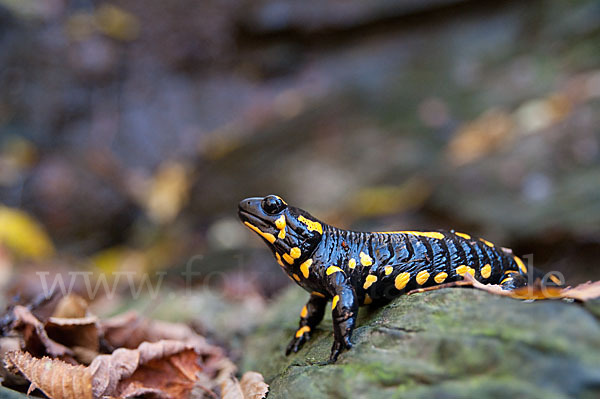 Feuersalamander (Salamandra salamandra)