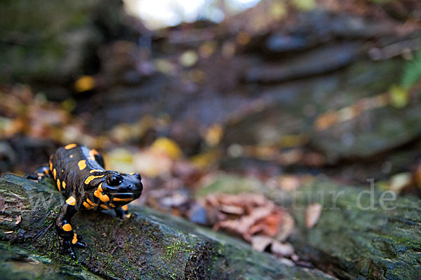 Feuersalamander (Salamandra salamandra)