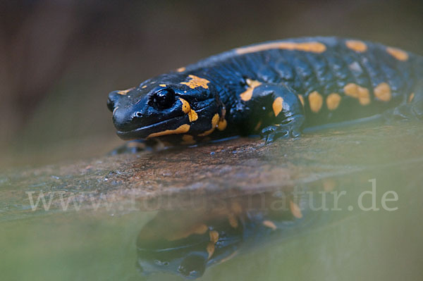 Feuersalamander (Salamandra salamandra)