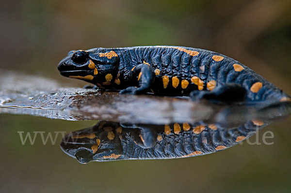 Feuersalamander (Salamandra salamandra)