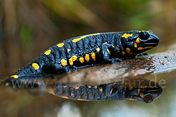 Feuersalamander (Salamandra salamandra)