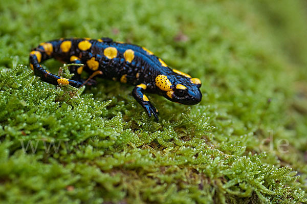 Feuersalamander (Salamandra salamandra)