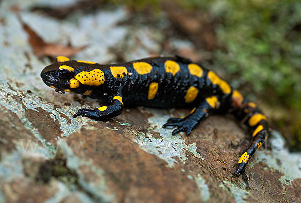 Feuersalamander (Salamandra salamandra)