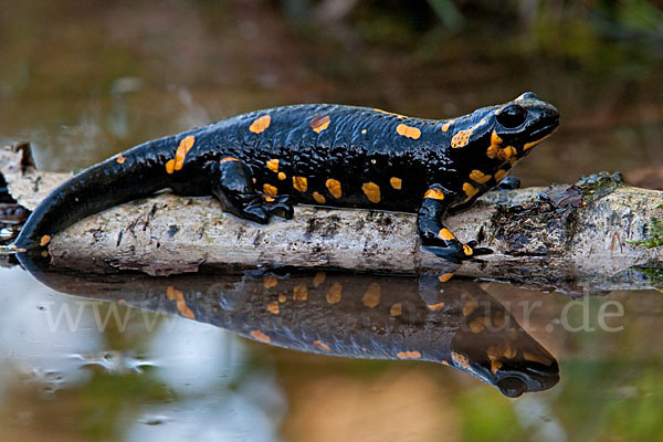 Feuersalamander (Salamandra salamandra)