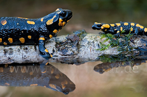 Feuersalamander (Salamandra salamandra)