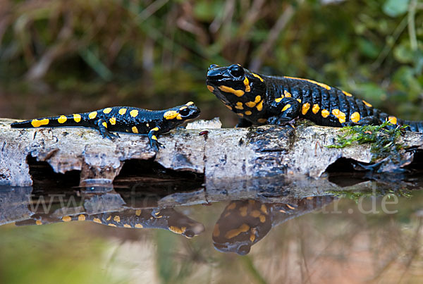 Feuersalamander (Salamandra salamandra)