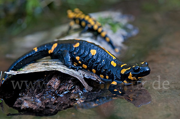 Feuersalamander (Salamandra salamandra)