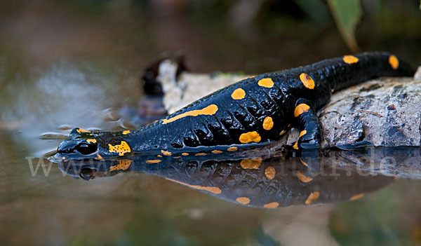 Feuersalamander (Salamandra salamandra)