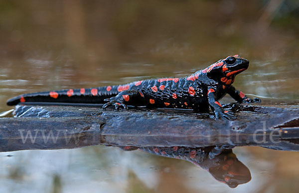 Feuersalamander (Salamandra salamandra)