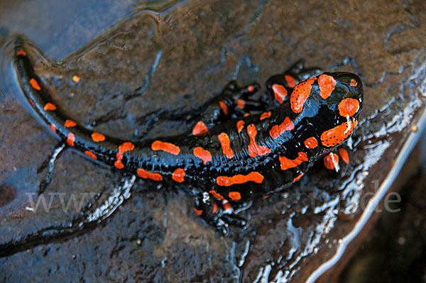 Feuersalamander (Salamandra salamandra)