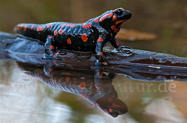 Feuersalamander (Salamandra salamandra)