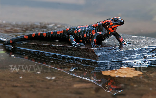 Feuersalamander (Salamandra salamandra)