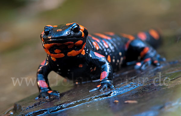 Feuersalamander (Salamandra salamandra)