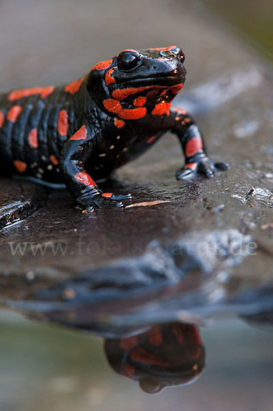 Feuersalamander (Salamandra salamandra)