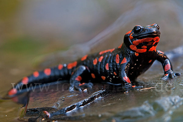 Feuersalamander (Salamandra salamandra)