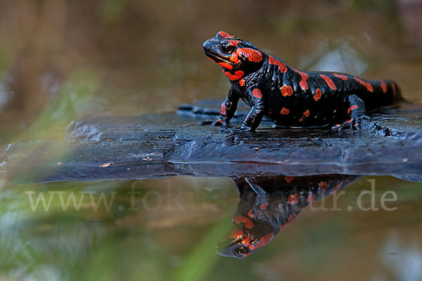 Feuersalamander (Salamandra salamandra)