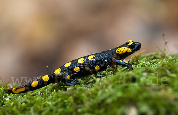 Feuersalamander (Salamandra salamandra)