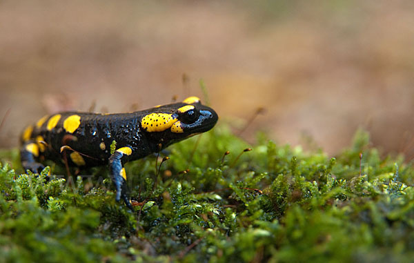 Feuersalamander (Salamandra salamandra)