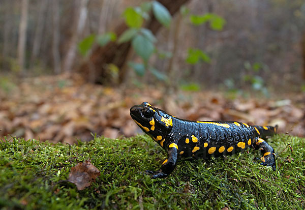 Feuersalamander (Salamandra salamandra)