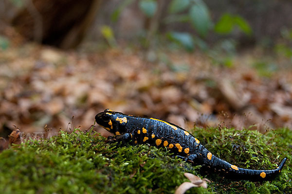 Feuersalamander (Salamandra salamandra)