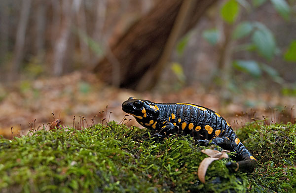 Feuersalamander (Salamandra salamandra)