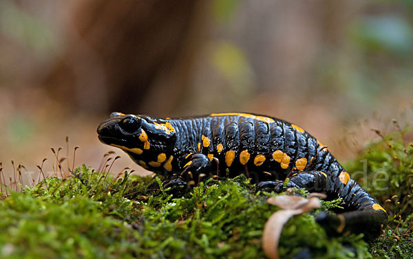 Feuersalamander (Salamandra salamandra)