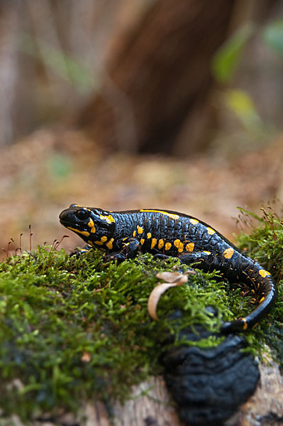 Feuersalamander (Salamandra salamandra)