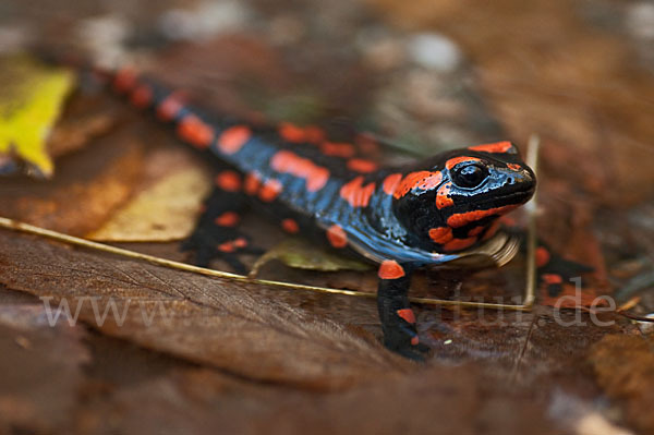 Feuersalamander (Salamandra salamandra)