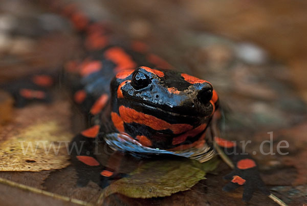 Feuersalamander (Salamandra salamandra)