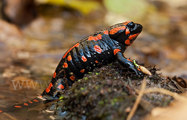 Feuersalamander (Salamandra salamandra)