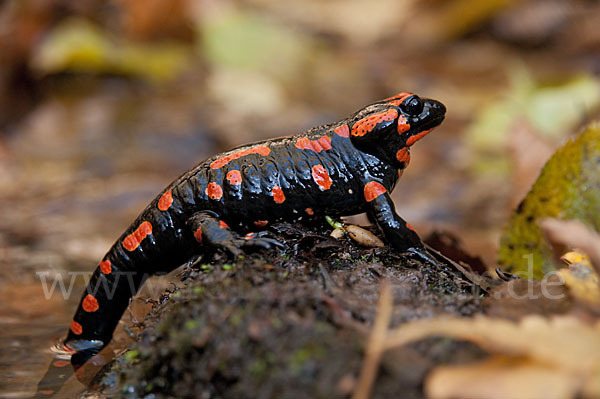 Feuersalamander (Salamandra salamandra)