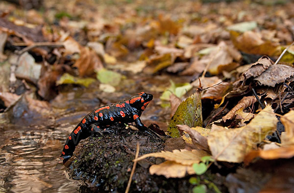 Feuersalamander (Salamandra salamandra)