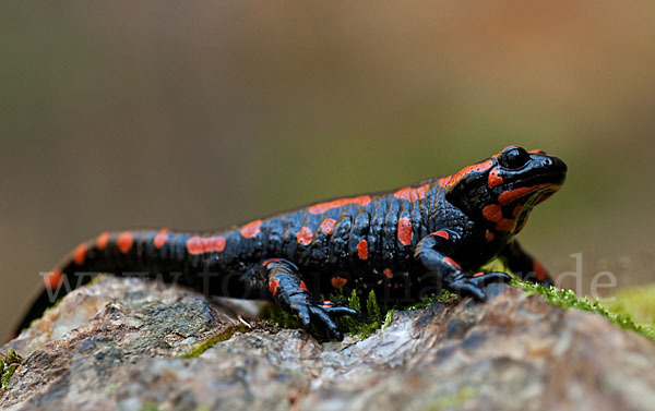 Feuersalamander (Salamandra salamandra)