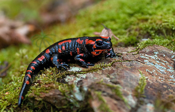 Feuersalamander (Salamandra salamandra)