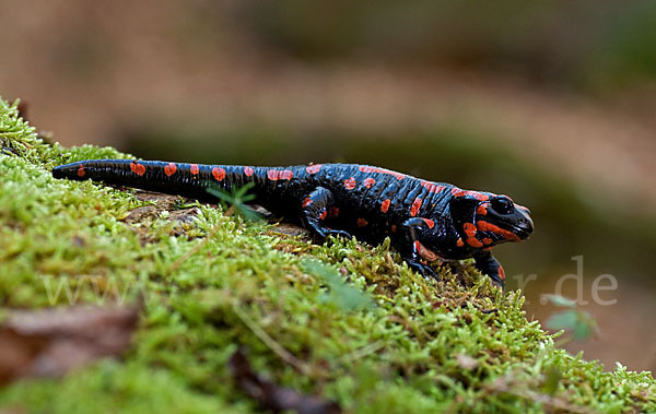 Feuersalamander (Salamandra salamandra)