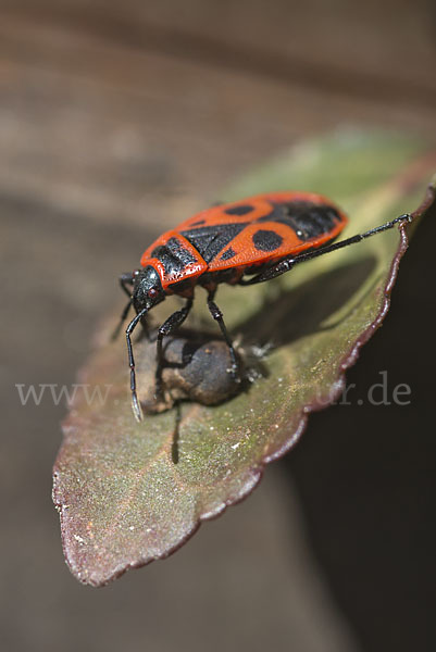 Feuerwanze (Pyrrhocoris apterus)