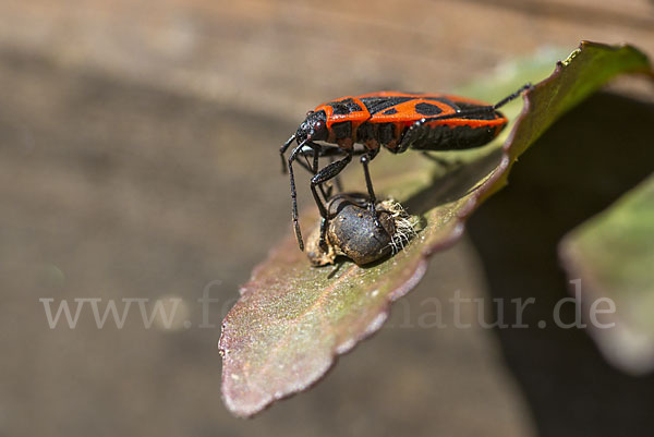 Feuerwanze (Pyrrhocoris apterus)