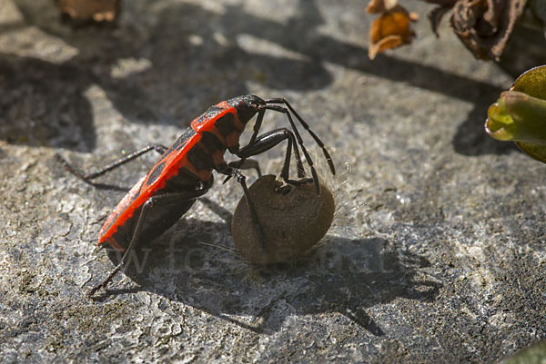 Feuerwanze (Pyrrhocoris apterus)