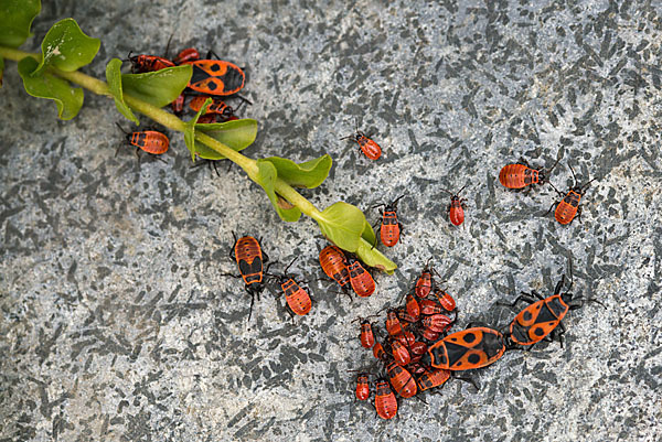 Feuerwanze (Pyrrhocoris apterus)